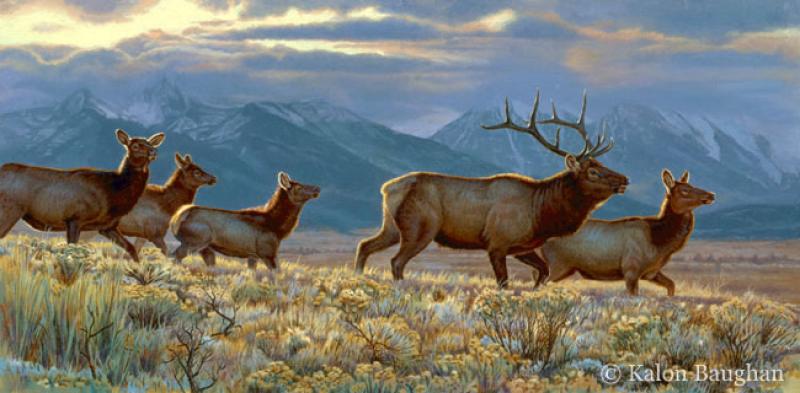On the Alert - Rocky Mountain Elk
